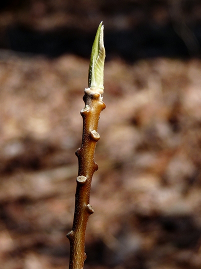 {Edgeworthia papyrifera}